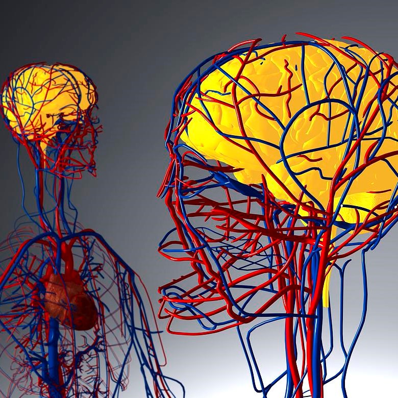 Szív- és agyi-érrendszeri komplementer felmérés Magnetspace 3D-NLS készülékkel, plusz vércseppanalízis, és tanácsadás